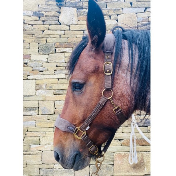 Crown Collection Halter & Rope